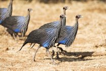 Group of Vulturine Guineafowl — Stock Photo