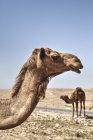 Camellos de pie en el suelo - foto de stock