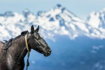 Horse on shore and  mountains — Stock Photo