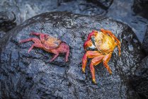 Dois caranguejos Sally Lightfoot — Fotografia de Stock