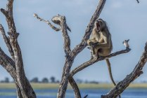 Чакма-бабуин зевает на дереве — стоковое фото