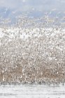 Большое стадо птиц — стоковое фото
