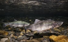 Saumon migrateur dans le ruisseau Hartney — Photo de stock