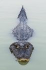 Nuoto caimano Yacare — Foto stock
