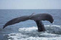 Cola de ballena jorobada - foto de stock