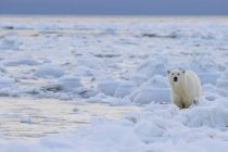 Polar bear standing in snow — Stock Photo