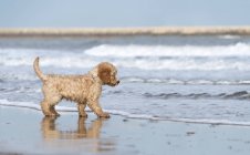 Perro se para en la playa - foto de stock