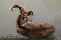 Bull moose standing in water — Stock Photo