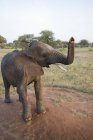 Elefante con tronco elevado - foto de stock