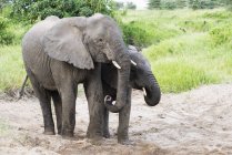 Elefantes recibiendo agua - foto de stock