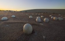 Abandoned ostrich eggs — Stock Photo
