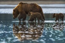 Brown bear walks in water — Stock Photo