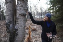 A woman peels bark off a birch tree in a forest — Stock Photo
