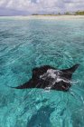 Manta ray natação — Fotografia de Stock