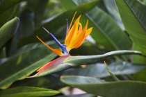 Pájaro del paraíso flor - foto de stock
