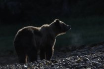 Grizzly bear at sunrise — Stock Photo