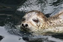 Harbour seal looking at camera — Stock Photo