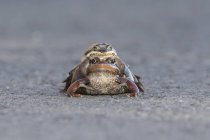 Pair of mating Wood frogs — Stock Photo