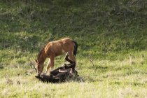 Cheval sauvage dans le champ — Photo de stock