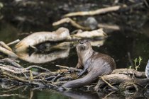 Otter fiume in piccolo stagno — Foto stock