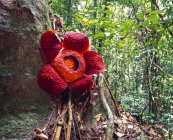 Maior flor do mundo — Fotografia de Stock
