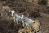 Пара Dall овець — стокове фото