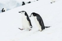 Чіпп-пінгвіни, що йдуть вниз — стокове фото