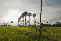 Reisfelder und Palmen — Stockfoto