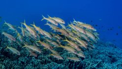 Pesci capra pinna gialla scolarizzati al largo della costa di Kona — Foto stock
