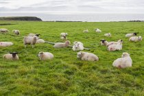 Выпас овец на травяном поле — стоковое фото
