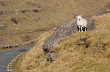 Овца стоит одна — стоковое фото
