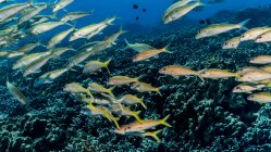 Pesci capra pinna gialla scolarizzati al largo della costa di Kona — Foto stock