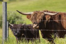 Bovins des Highlands avec veau — Photo de stock