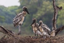 Juvenile jabiru storks — Stock Photo