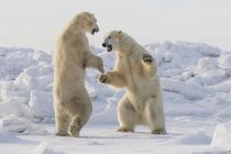 Ours polaires sparring — Photo de stock