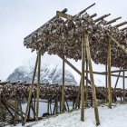 Secado de bacalao ártico en bastidores de madera - foto de stock