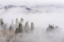 Fog blankets hills — Stock Photo
