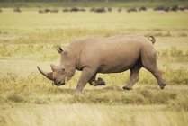 Rinoceronte si sta caricando su savana — Foto stock