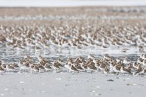 Большое стадо птиц — стоковое фото