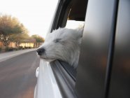 Blick auf Hund mit Kopf raus — Stockfoto