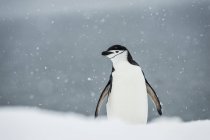 Primer plano del pingüino Gentoo - foto de stock