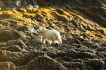 Urso Espírito na praia — Fotografia de Stock