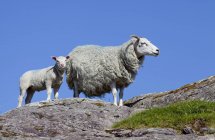 Pecora e agnello in piedi sulla roccia — Foto stock