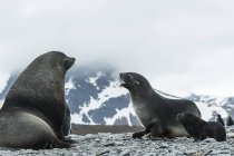 Familia de focas antárticas - foto de stock