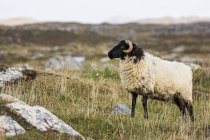 Ram ovelha no campo — Fotografia de Stock