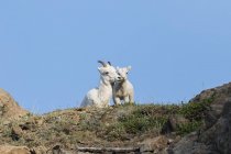 Dall sheep ewe — Stock Photo