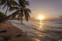 Силует пальмового дерева на заході сонця — стокове фото