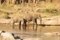 Female elephant and calf — Stock Photo