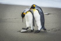 Королевский пингвин смотрит вниз — стоковое фото