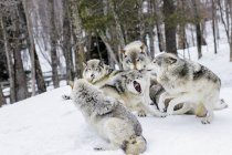 Graue Wölfe stehen auf Schnee — Stockfoto